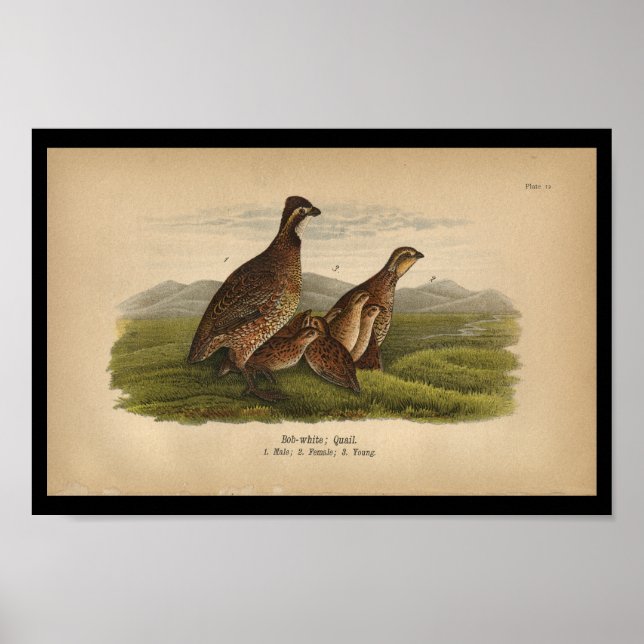 1890 Bird Print Bob-white Quail (Front)