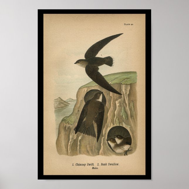 1890 Bird Print Chimney Swift (Front)