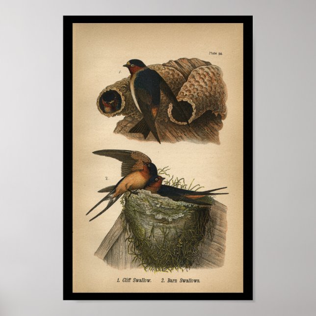 1890 Bird Print Cliff and Barn Swallows (Front)