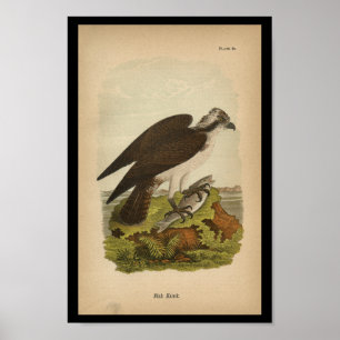 1890 Bird Print Fish Hawk