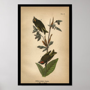 1890 Bird Print Golden-crested Kinglet