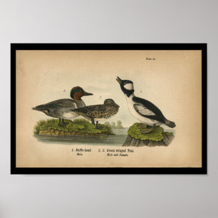 1890 Bird Print Green-winged Teal