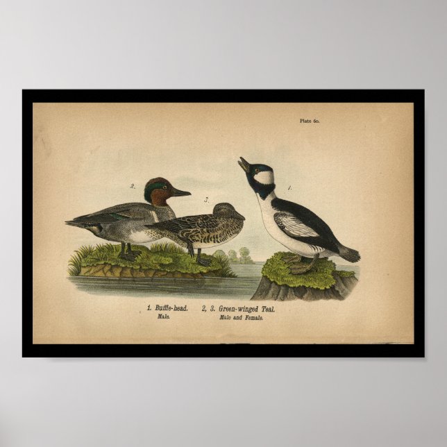 1890 Bird Print Green-winged Teal (Front)