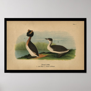 1890 Bird Print Horned Grebe