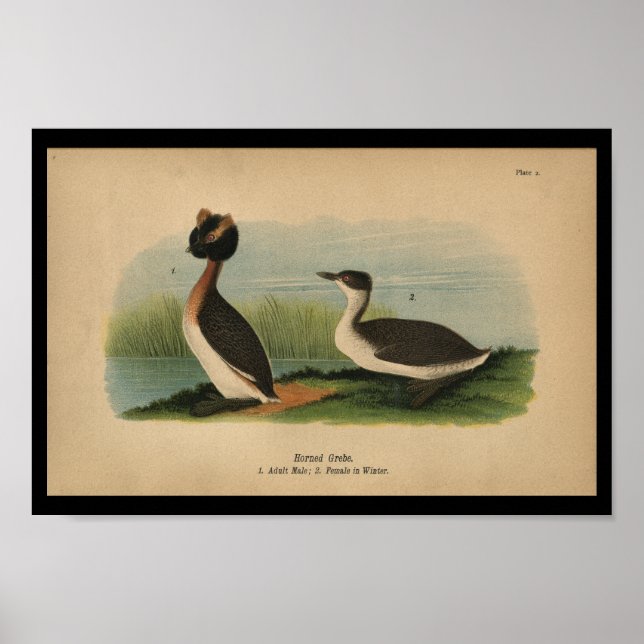 1890 Bird Print Horned Grebe (Front)