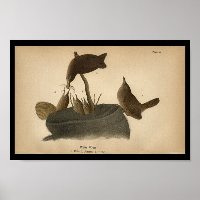 1890 Bird Print House Wren (Front)