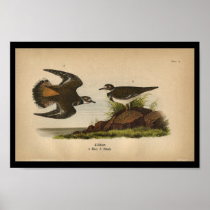1890 Bird Print Killdeer