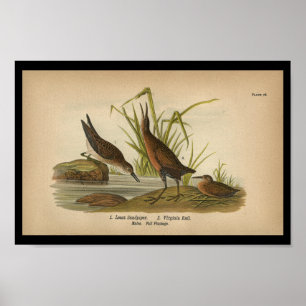1890 Bird Print Least Sandpiper