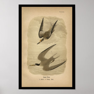 1890 Bird Print Least Tern