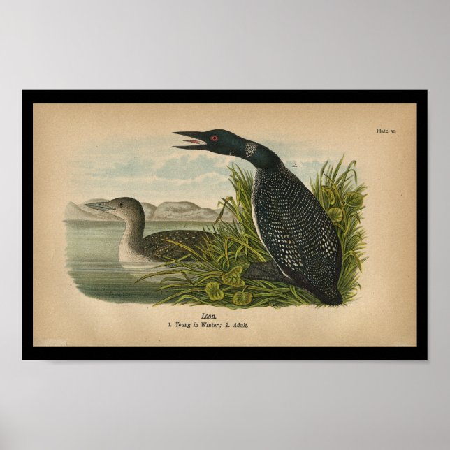 1890 Bird Print Loon (Front)