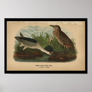 1890 Bird Print Night Heron