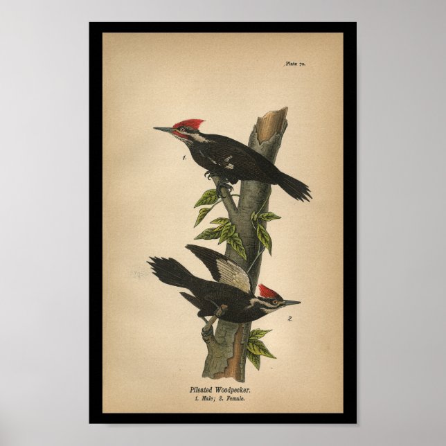 1890 Bird Print Pileated Woodpecker (Front)