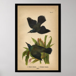 1890 Bird Print Purple Grackle