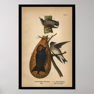 1890 Bird Print Purple Martin