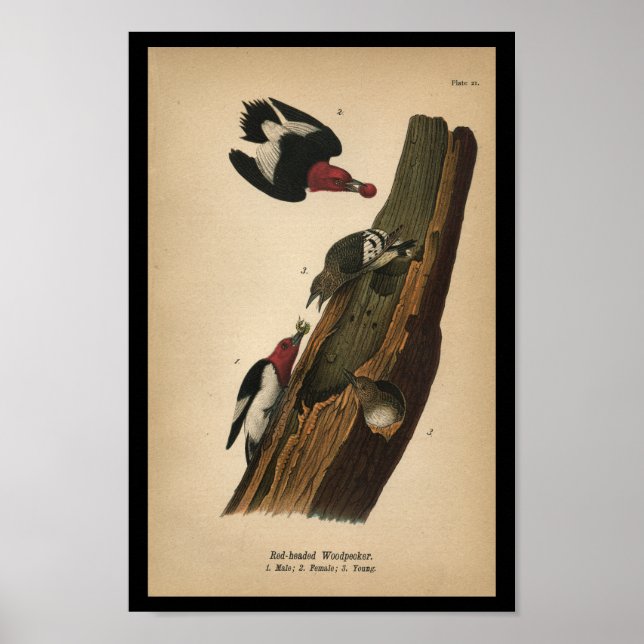 1890 Bird Print Red-headed Woodpecker (Front)