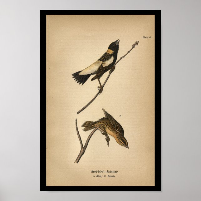 1890 Bird Print Reed-bird Bobolink (Front)