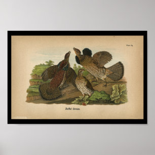 1890 Bird Print Ruffed Grouse