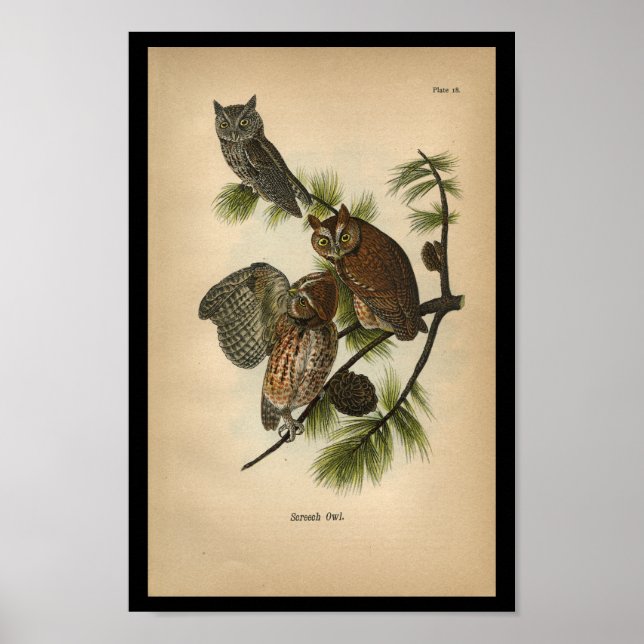 1890 Bird Print Screech Owls (Front)