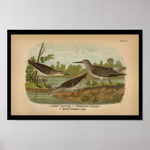 1890 Bird Print Spotted Sandpiper