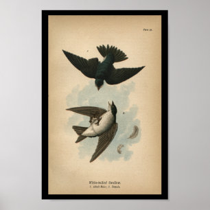 1890 Bird Print White-bellied Swallow