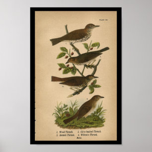 1890 Bird Print Wood Thrush