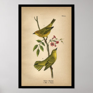 1890 Bird Print Yellow Warbler