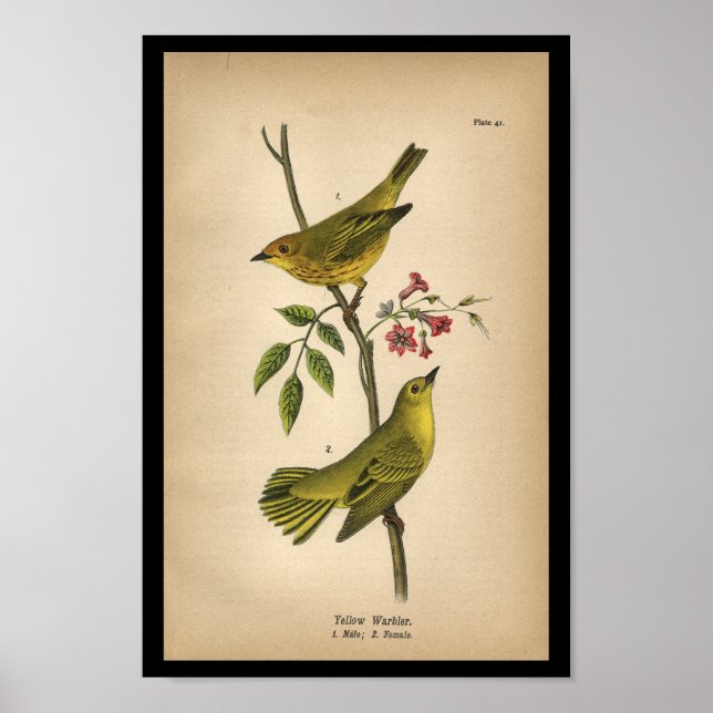 1890 Bird Print Yellow Warbler (Front)