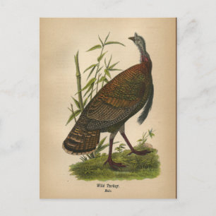 1890 Bird Wild Turkey Postcard