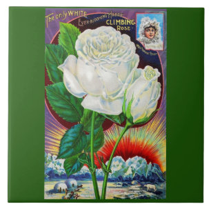 1890s rose catalog illustration White Rose Ceramic Tile