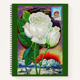 1890s rose catalogue illustration White Rose Notebook