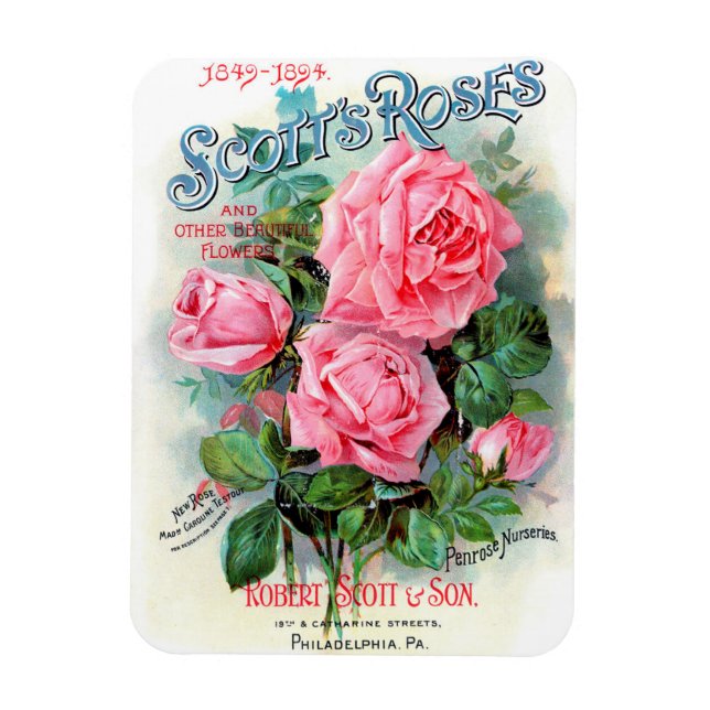 1894 Scott's Roses Magnet (Vertical)