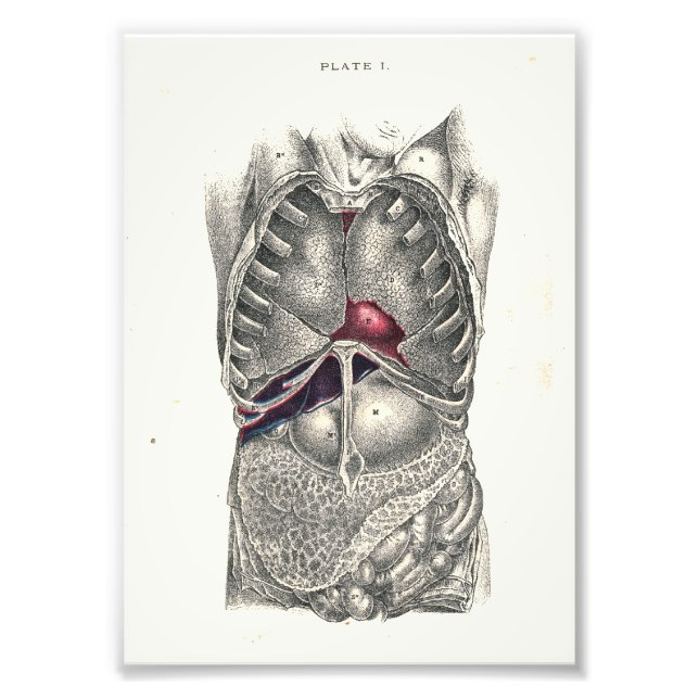 1895 Human Anatomy Print Abdomen (Front)