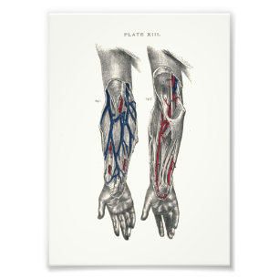 1895 Human Anatomy Print Arm
