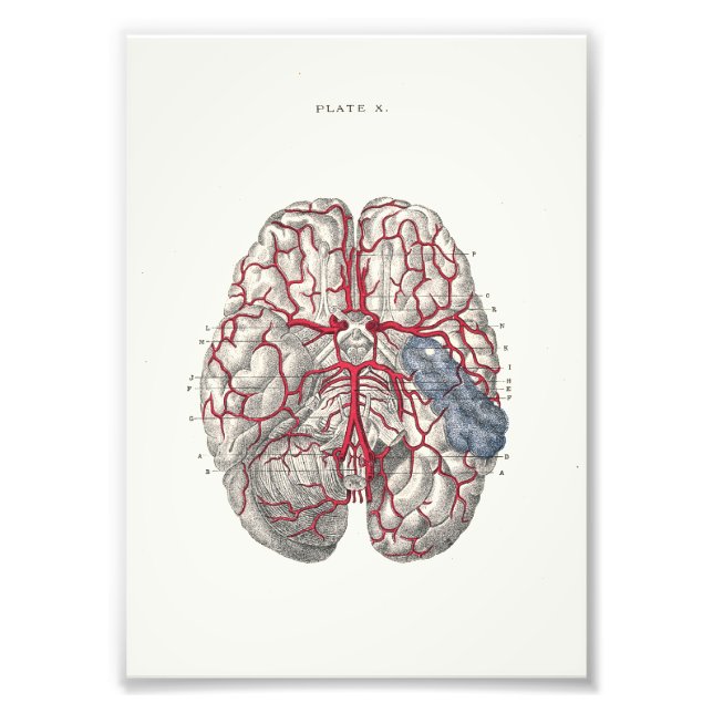 1895 Human Anatomy Print Brain (Front)
