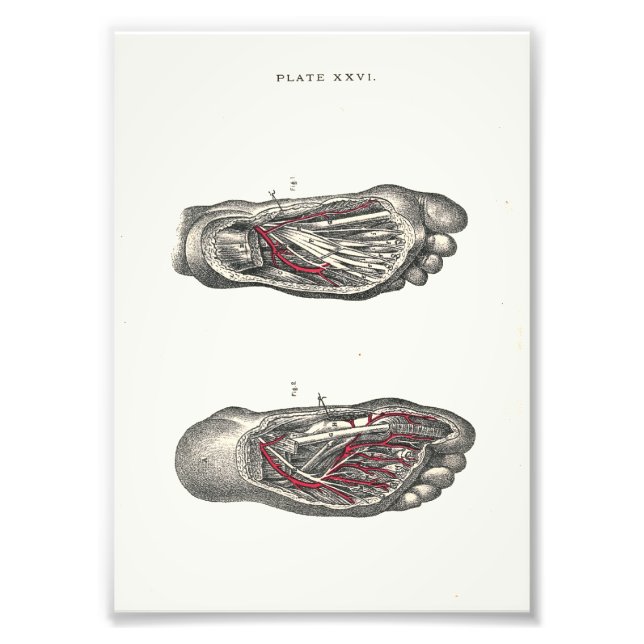 1895 Human Anatomy Print Foot (Front)