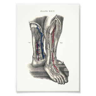 1895 Human Anatomy Print Leg