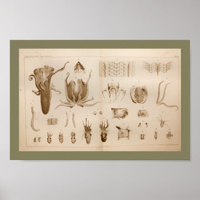 1896 Vintage Octopus Anatomy Art Print (Front)