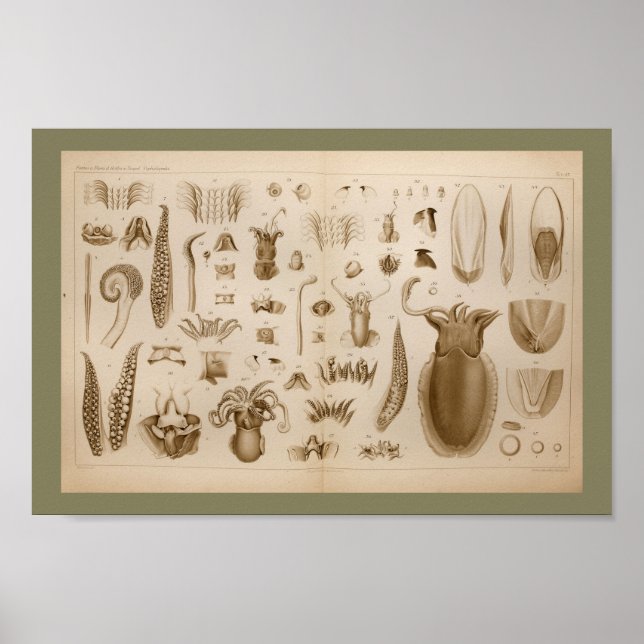 1896 Vintage Squid Octopus Anatomy Art Print (Front)