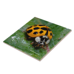 18-Spotted Yellow and Black Ladybug Ceramic Tile