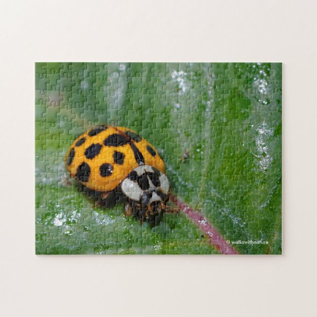 18-Spotted Yellow and Black Ladybug Jigsaw Puzzle (Horizontal)