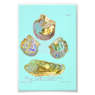 18th Century Seashells Photo Print