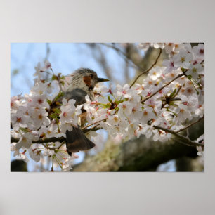18x12 Cherry Blossom Birdie Jeju-do Photo Print