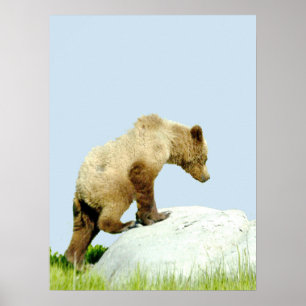 18x24 Poster Paper (Matte) of grizzly bear cub