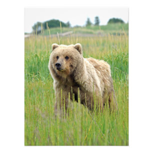 18x24 Satin photo of grizzly bear