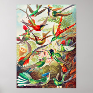 1904 hummingbirds print