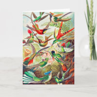 1904 hummingbirds print