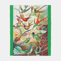1904 hummingbirds print