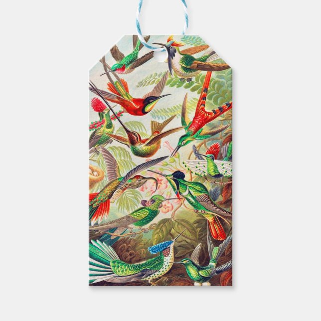 1904 hummingbirds print gift tags (Front)