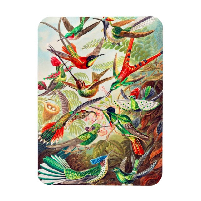 1904 hummingbirds print magnet (Vertical)