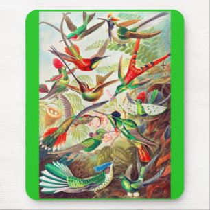 1904 hummingbirds print mouse pad